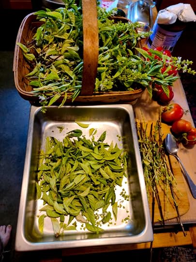 Basil basket in background, metal pan I'm picking leaves into in foreground. Ugly tomatoes to right.