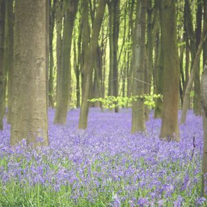 forrest of trees with lavender flowers on the ground