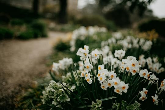 a bunch of flowers that are in the grass