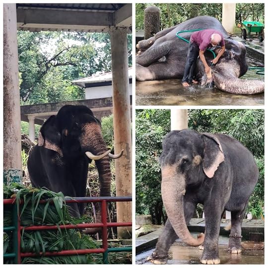 Elephants of Konni - Krishna in Musth, Priyadarshini enjoying her morning bath, and Meena testing the strength of her cage. 