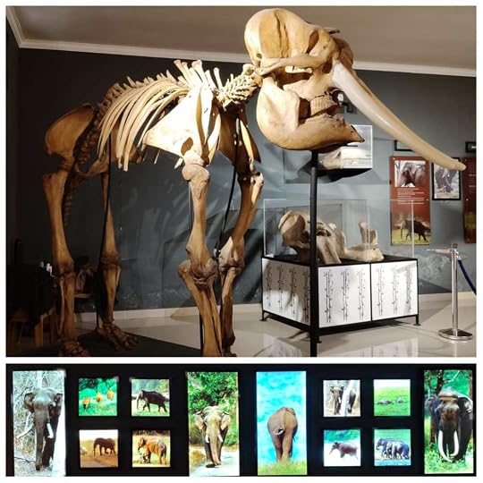 Elephant fossils and photographs exhibited at Konni Elephant Museum 
