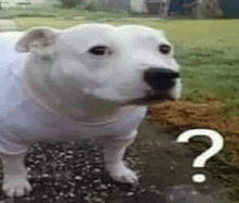 a white dog is standing on a sidewalk with a question mark in the background .