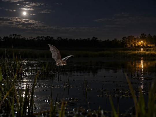 Why Does Dark Sky Conservation Protect Local Wildlife?