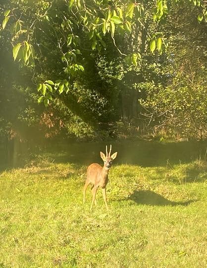 elf bulls - a deer in the garden