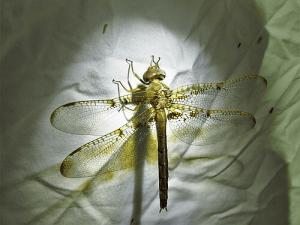 Neurocordulia aka ShadowDragon