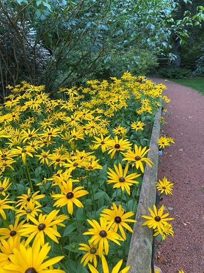 Black-eyed Susans - Fyvie Castle walled garden