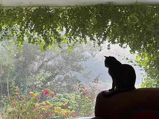 Tabby cat on the back of an armchair contemplating a misty morning through the window framed by hanging vines and centred on red fuchsia