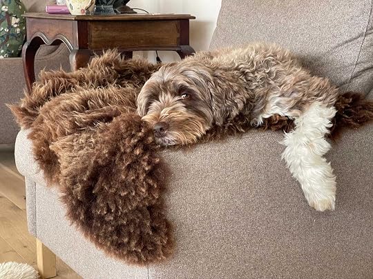 Mocca, a curly brown and white dog, resting on a chair at home.