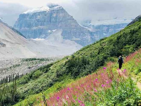 hikers on a trail through fireweed