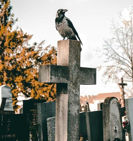gray bird on cross during daytime
