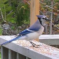 50 Boyfriends Worse Than Yours by Justin Racz | Goodreads