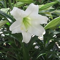 Profile Image for Jennifer.