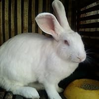 Profile Image for Ia Tjitrawasita.