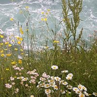 Bohemian Modern: Living in Silver Lake by Barbara Bestor | Goodreads