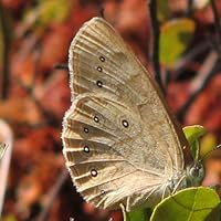 Profile Image for Elizabeth.