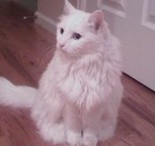 Profile Image for Coco.