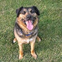 Adult Diagnostic Reading Inventory - Grass Roots Press A - View #8