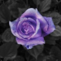 Profile Image for Amy VanKessel.