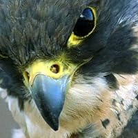 Profile Image for thelittlefalconer.