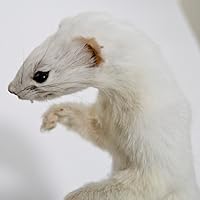 Profile Image for Rageofanath.