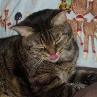 Profile Image for Carli Entin.