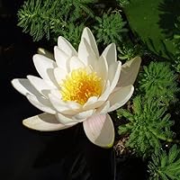 Profile Image for Susan.