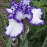 Profile Image for Linda.