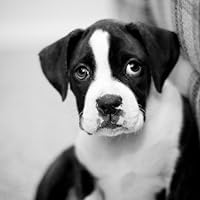 Profile Image for Jorge Ribas.