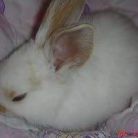 Profile Image for Rachel Kegans.