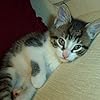 Andrea