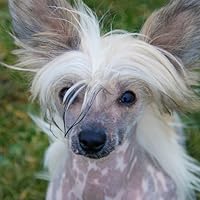 Profile Image for Patrice Leonard.