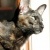 Profile Image for Nicolette Rothwell.