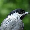 Chickadee