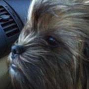 Profile Image for Shawn Williacy.