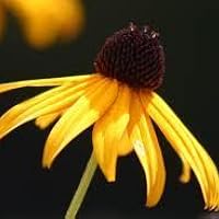 Profile Image for Susan.