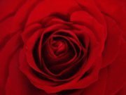 Profile Image for Virginia.