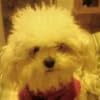Margie