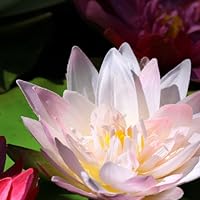 The Ruby Talisman (Timeslip, #2) by Belinda Murrell | Goodreads