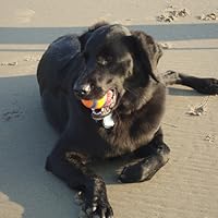 Vegan Everything: 100 Easy Recipes For Any Craving-from Bagels To Burgers, Tacos To Ramen: Horn, Nadine, Mayer, Jörg: 9781615195886