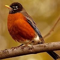 Profile Image for Robin Sutton.