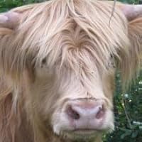 Profile Image for Joe.