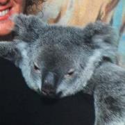 【How Dogs Really Work! 】by Alan  How Dogs Really Work! - Snow, Alan: 9780007309917 - AbeBooks