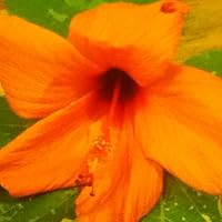 Profile Image for nirK.
