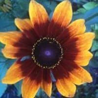 Profile Image for Lillian.
