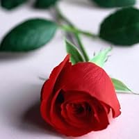 Profile Image for Trish Erickson.