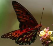 Profile Image for R.