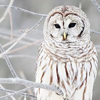 Profile Image for White_owl.