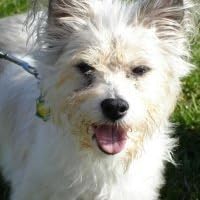 Profile Image for Henri Black.