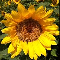 Profile Image for Sally.