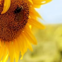 Profile Image for Pi.